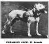 Dogs Named Jack 1911_04.jpg