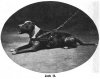 Dogs Named Jack 1911_07.jpg