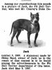 Dogs Named Jack 1911_12.jpg