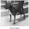 Dogs Named Jack 1911_14.jpg