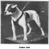 Dogs Named Jack 1911_15.jpg