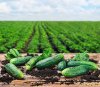 30105253-freshly-picked-cucumbers-on-the-table-on-a-background-of-field.jpg