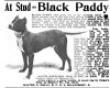 black paddy 1911.jpg