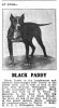 Black Paddy 2 1910.jpg